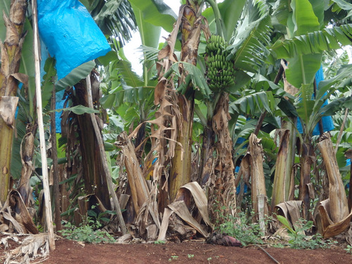 Bananas on a Banana Plantation.